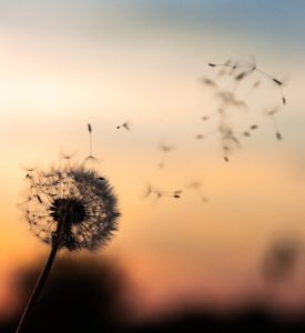 Wish Fulfilment Sigmund Freud Dreams