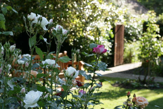 Back garden with white roses - Freud Museum London