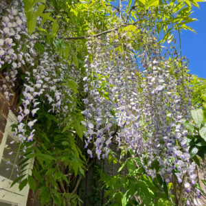 Little House A, Wisteria