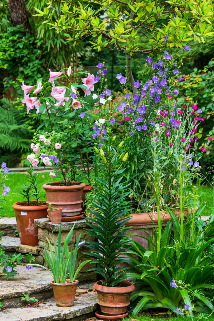 Little House A, Back Garden Flowers